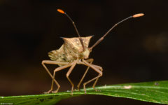 Leaf-footed bug (Coreidae sp.), Samal Island, Philippines