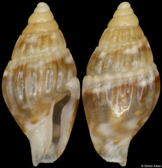 Seminella comistea (South Africa, 2,5mm)