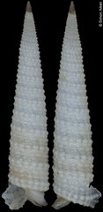 Euthymella concors (Philippines, 12,0mm) F+++ €6.00 (specimens for sale are c.12mm and are of the same quality as the specimen illustrated)