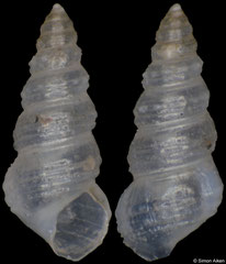 Alabina alfredensis (South Africa, 2,3mm)