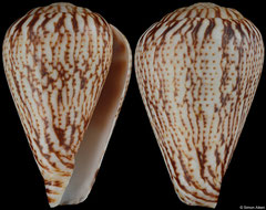 Conus lineopunctatus (Angola, 26,9mm) F+++ €42.00
