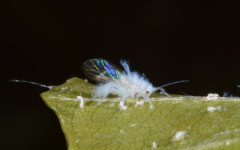 Woolly beech aphid (Phyllaphis fagi), York, UK