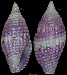 Mitromorpha purpurata (Philippines, 4,4mm, 4,6mm)