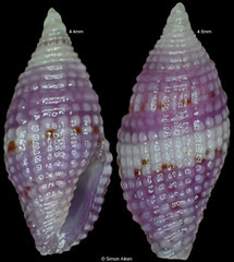 Mitromorpha purpurata (Philippines, 4,4mm, 4,6mm)