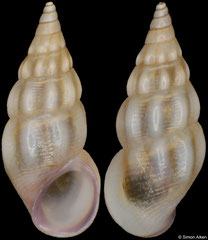 Rissoa guerinii (Italy, 4,5mm)