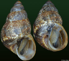 Omphalotropis littorinula (Rodrigues Island, 5,8mm)
