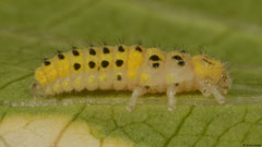 Ladybird (Coccinellidae sp.) larva, Andapananguoy, Île Sainte-Marie, Madagascar