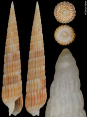 Myurellopsis kilburni (Philippines, 36,2mm)