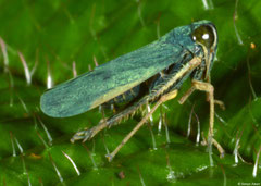 Leafhopper (Cicadellidae sp.), Mantadia, Madagascar