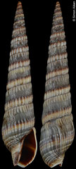 Duplicaria kirstenae (South Korea, 35,5mm)