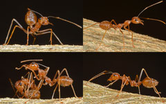 Weaver ants (Oecophylla smaragdina), Olango Island, Philippines
