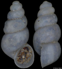 Imeretiopsis nakeralaensis (Georgia, 1,8mm) (paratype)