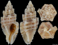 Pygmaepterys paulboschi (Oman, 17,1mm)