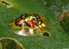 Tortoise beetle (Hovacassis discolor), Mantadia, Madagascar
