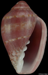 Marginella rubrovittata (South Africa, 23,7mm) F+ €3.00 (specimens for sale are 22-25mm and are of the same quality as the specimen illustrated)