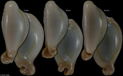 Cypraea annulus (Tanzania, 31,6mm, 28,5mm, 29,7mm)