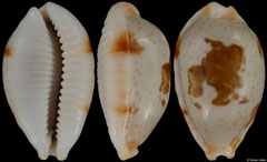 Cypraea clavicola (Tanzania, 30,8mm)