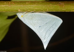 Planthopper (Flatidae sp.), Bokor Mountain, Cambodia