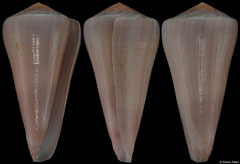 Conus berdulinus (South Africa, 79,2mm)