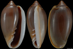 Prunum woodbridgei (Pacific Panama, 17,1mm)