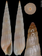 Hastula leloeuffi (Angola, 22,9mm) F++ €9.50 (specimens for sale are 22.3-22.9mm and are of the same quality as the specimen illustrated)
