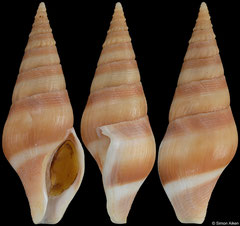 Benthoclionella jenneri (South Africa, 54,5mm)