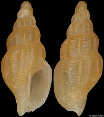 Retizafra decussata (South Africa, 4,7mm)