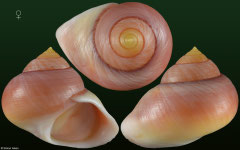 Viana regina regina (Cuba, 26,0mm)
