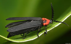 Net-winged beetle (Metriorrhynchini sp), Andapananguoy, Île Sainte-Marie, Madagascar
