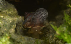 Rolleia simonaikeni (E of Gurabito de Yaroa, Dominican Republic)