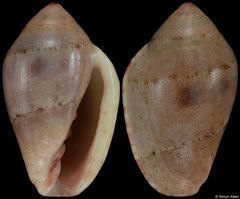 Marginella aliwalensis (South Africa, 10,7mm)