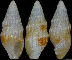 Clavus pusilla (Philippines, 3,9mm)