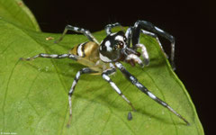 Jumping spider (Phintella piatensis), Samal Island, Philippines
