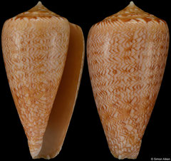 Conus natalis (South Africa, 42,3mm)