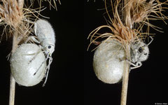 Weevil (Myllocerus sp.), Broome, Western Australia