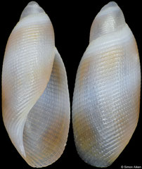 Rictaxiella debelius (Philippines,  8,4mm)