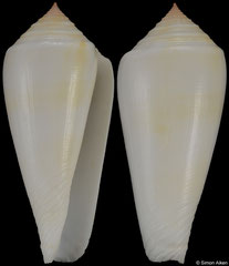 Conus consors (Palau, 43,3mm)
