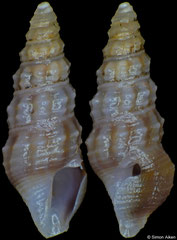 Ceritoturris pamina (Philippines, 4,9mm)