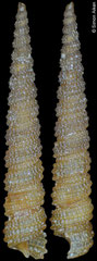 Clathropsis chinoi (Philippines, 8,7mm)