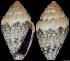 Conus traillii (Philippines, 6,9mm)