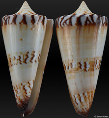Conus generalis form 'pallida' (Philippines, 55,8mm)