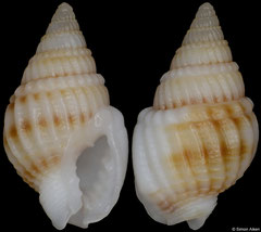 Nassarius absconditus (Philippines, 10,0mm) F+++ €5.00