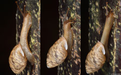 Anceyoconcha pharangensis (Bokor Mountain, Cambodia)