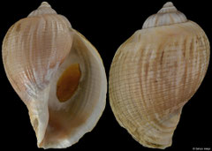 Pyrulofusus melonis (Alaska, 109,5mm)