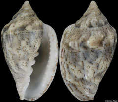 Glabella denticulata (Senegal, 26,7mm)