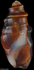 Melanopsis tricarinata (Spain, 16,2mm)