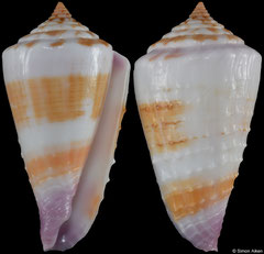 Conus floridulus (Philippines, 34,6mm)