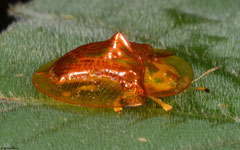 Tortoise beetle (Chrysomelidae sp.), Bokor Mountain, Cambodia