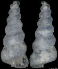 Murchisonella evermanni (Pacific Mexico, 1,3mm)