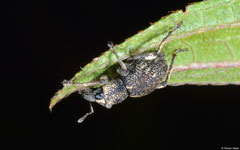 Weevil (Curculionidae sp.), Balut Island, Philippines